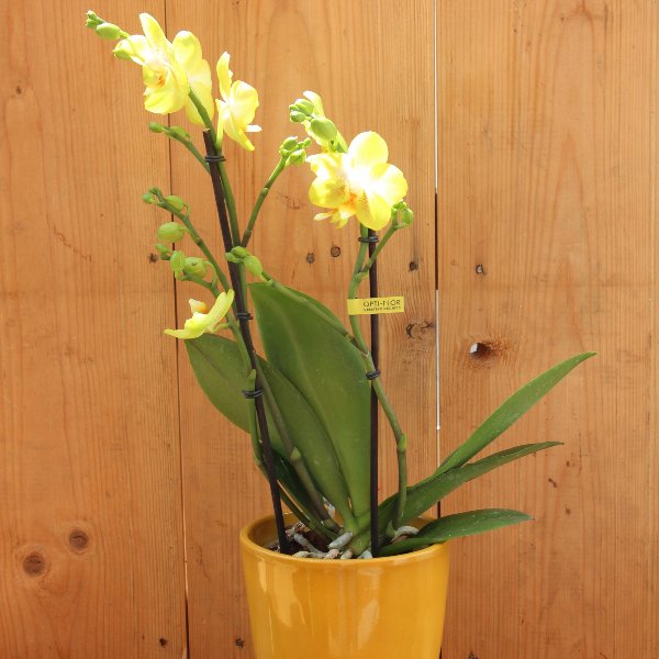 Orchidee gelb Bild 1