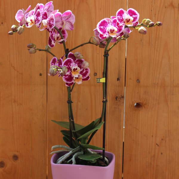 Orchidee rosa Bild 1